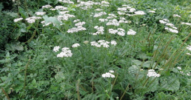 Milenrama (Achillea millefolium)