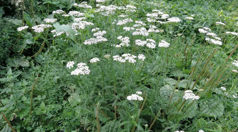 Milenrama (Achillea millefolium)