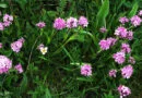 Nardo (Nardostachys grandiflora o N. jatamansi)