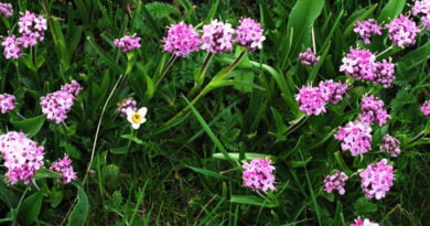 Nardo (Nardostachys grandiflora o N. jatamansi)