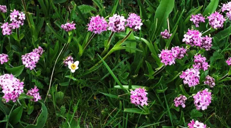 Nardo (Nardostachys grandiflora o N. jatamansi)