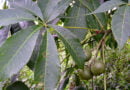 Njangsa, djansang (Ricinodendron heudelotii)