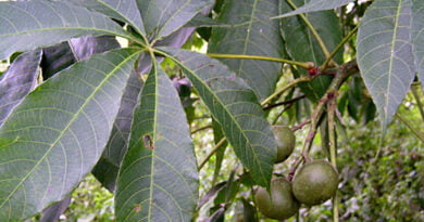 Njangsa, djansang (Ricinodendron heudelotii)