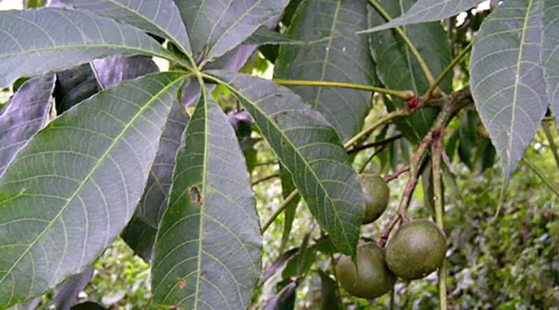 Njangsa, djansang (Ricinodendron heudelotii)