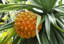 Pandano (Flor), kewra (Pandanus odoratissimus)