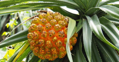 Pandano (Flor), kewra (Pandanus odoratissimus)