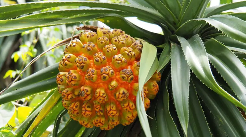 Pandano (Flor), kewra (Pandanus odoratissimus)