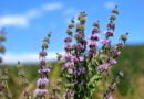 Perilla (Mentha pulegium)