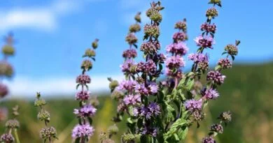 Perilla (Mentha pulegium)