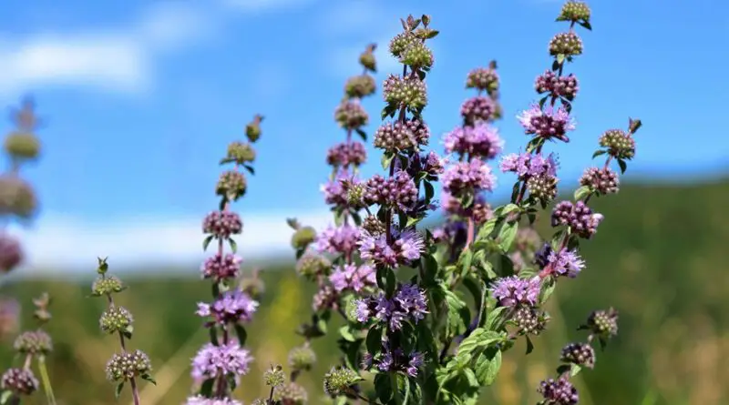 Perilla (Mentha pulegium)