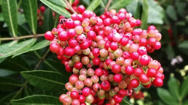 Pimienta brasileña o pimienta rosa (Schinus terebinthifolius)