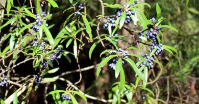 Pimienta de Dorrigo (Tasmannia stipitata)