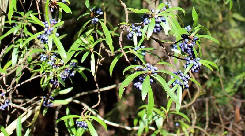 Pimienta de Dorrigo (Tasmannia stipitata)