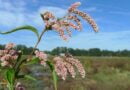 Pimienta de agua, hierba de smartweed (Polygonum hydropiper)