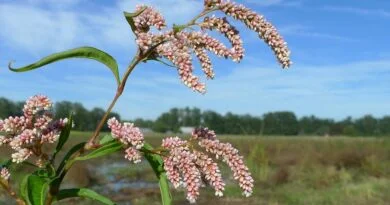 Pimienta de agua, hierba de smartweed (Polygonum hydropiper)