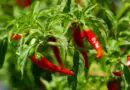 Pimienta de cayena (Capsicum annuum)