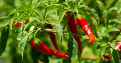 Pimienta de cayena (Capsicum annuum)