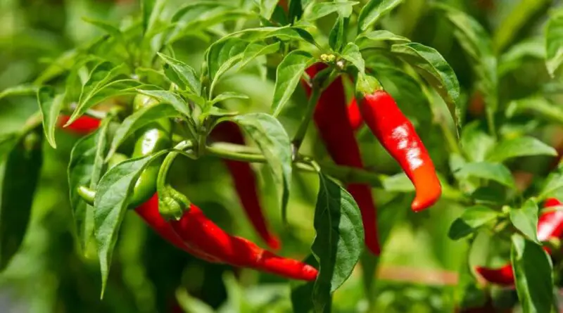 Pimienta de cayena (Capsicum annuum)