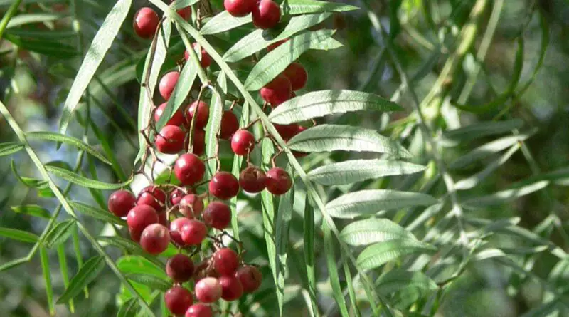 Pimienta peruana (Schinus molle)