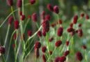 Pimpinela mayor (Sanguisorba minor)