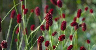 Pimpinela mayor (Sanguisorba minor)