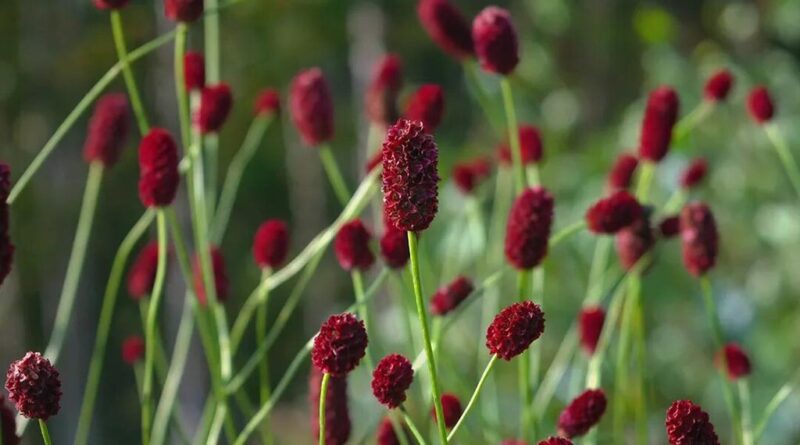 Pimpinela mayor (Sanguisorba minor)