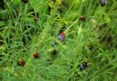 Pipicha, pápalo de hojas rectas (Porophyllum linaria)