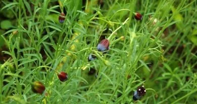 Pipicha, pápalo de hojas rectas (Porophyllum linaria)