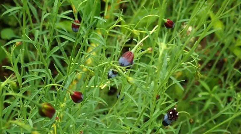 Pipicha, pápalo de hojas rectas (Porophyllum linaria)