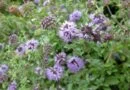 Poleo (Mentha pulegium)