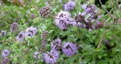 Poleo (Mentha pulegium)