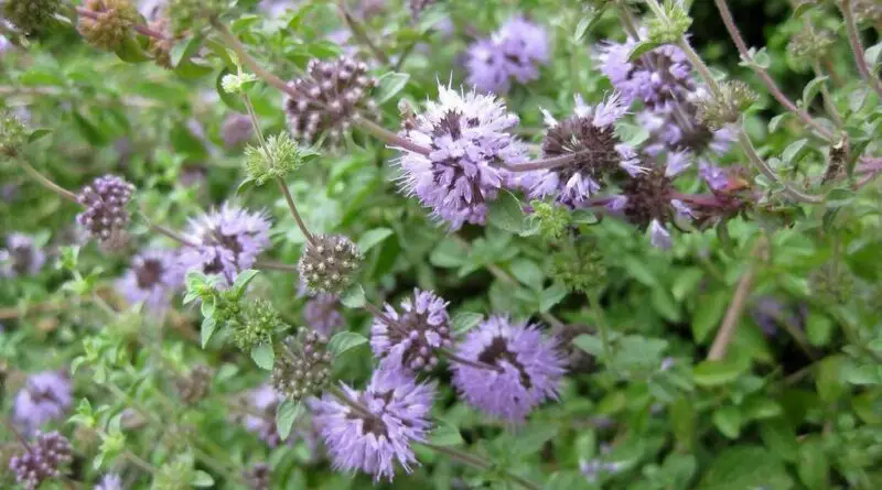 Poleo (Mentha pulegium)