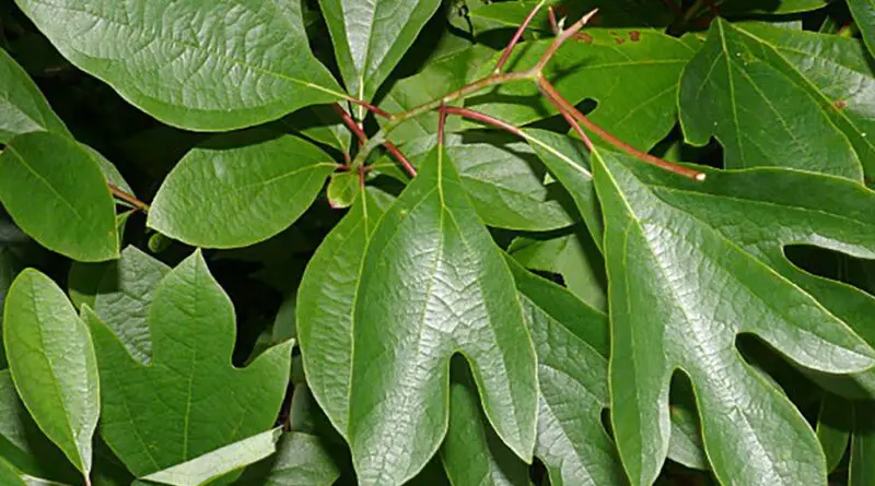 Polvo de filé, filé de gumbo (Sassafras albidum)