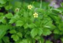 Raíz de San Benito, bené (Geum urbanum)