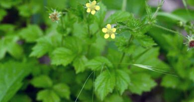 Raíz de San Benito, bené (Geum urbanum)