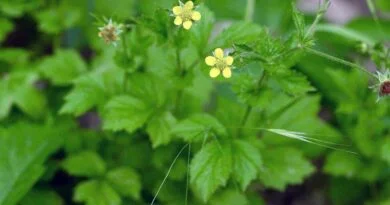 Raíz de San Benito, bené (Geum urbanum)