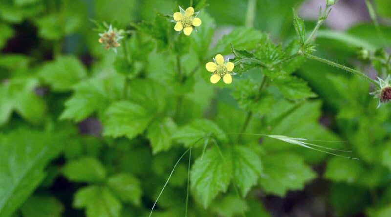 Raíz de San Benito, bené (Geum urbanum)