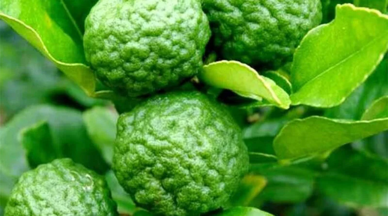 lima kaffir (Citrus hystrix)