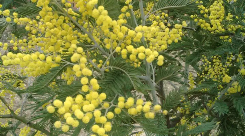 Acacia