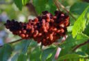 Rus (Rhus coriaria)