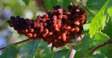 Rus (Rhus coriaria)