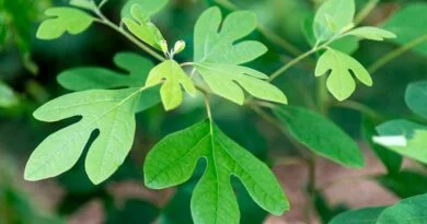 Sasafrás (Sassafras albidum)