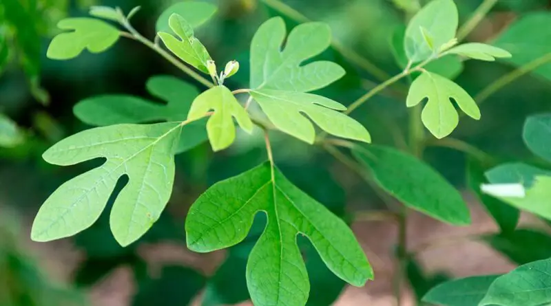 Sasafrás (Sassafras albidum)