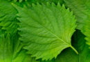 Shiso (Perilla frutescens)