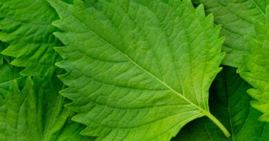 Shiso (Perilla frutescens)