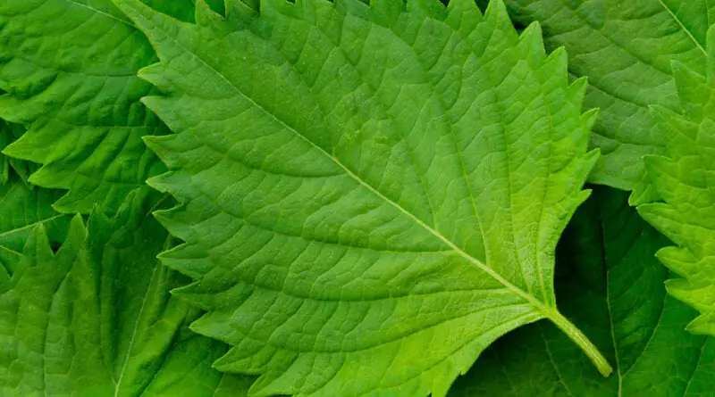 Shiso (Perilla frutescens)