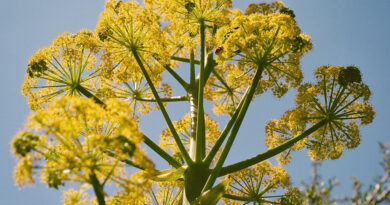 Silphium