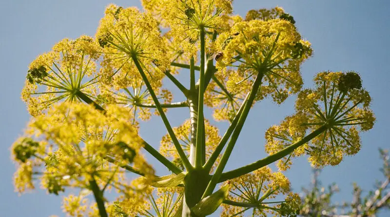 Silphium