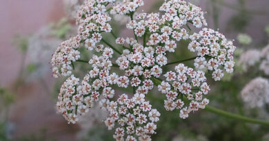 Trachyspermum ammi