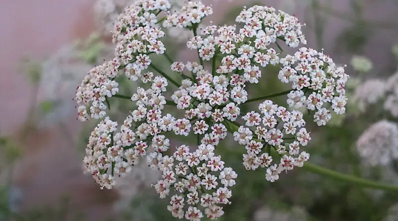 Trachyspermum ammi